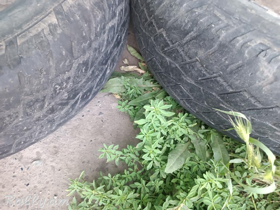 R16 pagrishka պագրիշկա